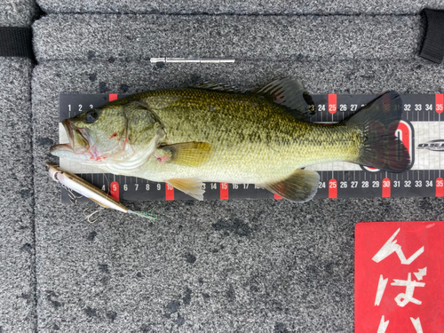 ブラックバスの釣果