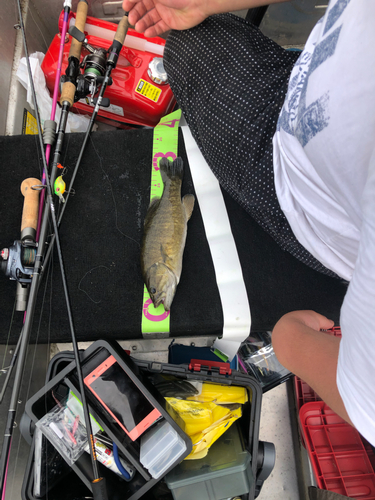 スモールマウスバスの釣果