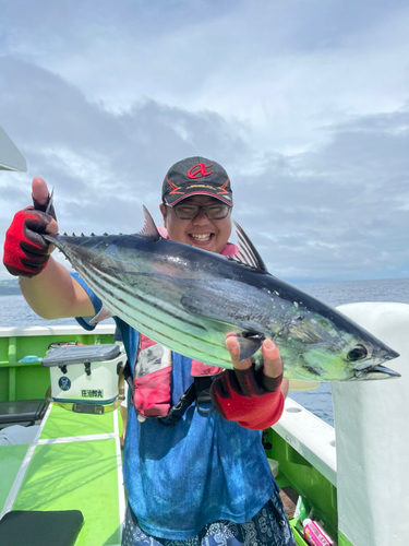 カツオの釣果