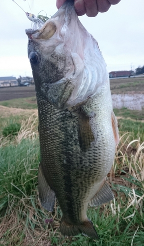 ブラックバスの釣果