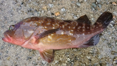 アコウの釣果