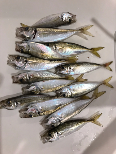 アジの釣果