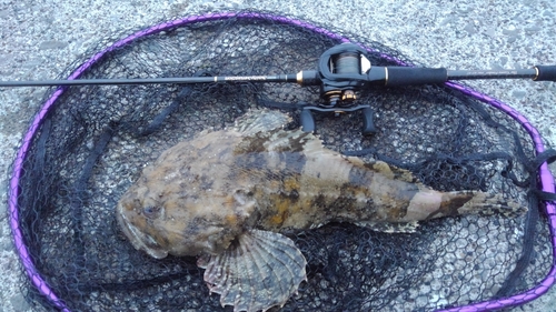 カジカの釣果