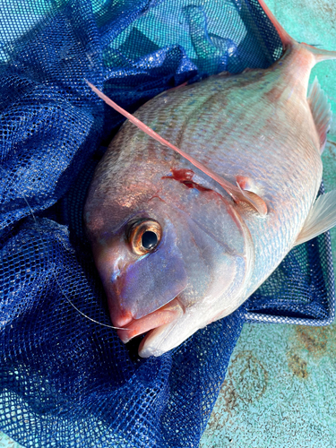 チダイの釣果