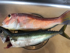 アマダイの釣果