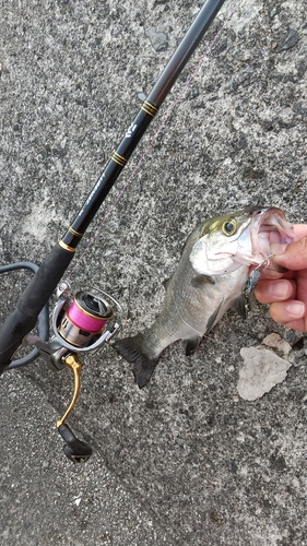 エソの釣果