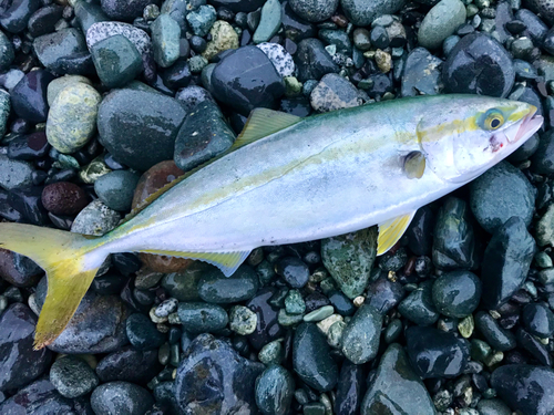 イナダの釣果