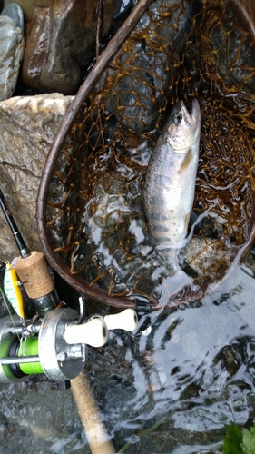 ヤマメの釣果