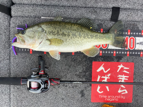 ブラックバスの釣果