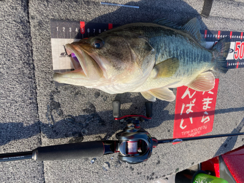 ブラックバスの釣果