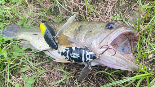 ブラックバスの釣果