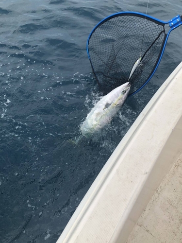 ブリの釣果