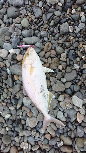 ショゴの釣果