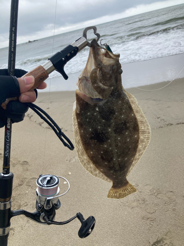 ヒラメの釣果