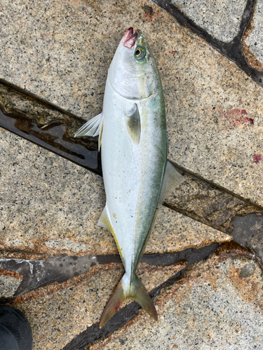 ヤズの釣果