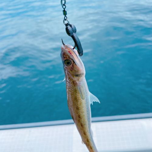 エソの釣果