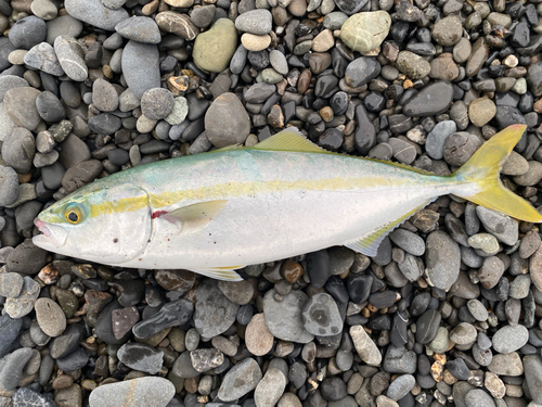 ワカシの釣果