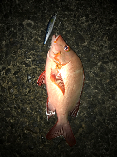 ヒメフエダイの釣果