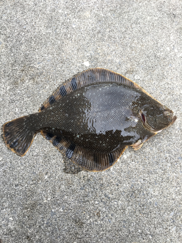 マツカワの釣果