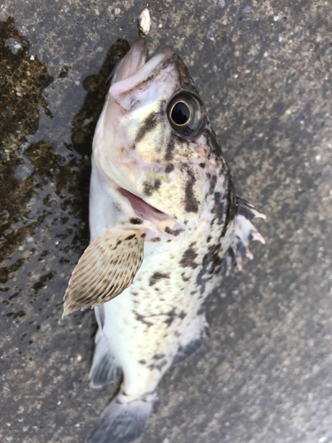 クロソイの釣果