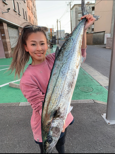 サワラの釣果