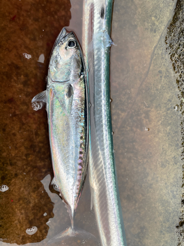 ソウダガツオの釣果