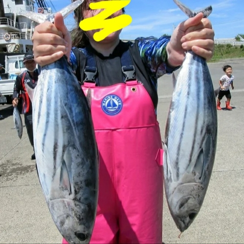 カツオの釣果