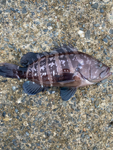 マハタの釣果