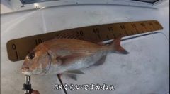 マダイの釣果