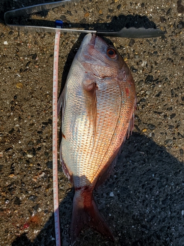 マダイの釣果