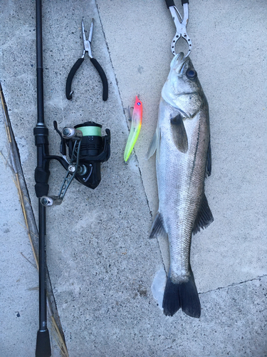 シーバスの釣果