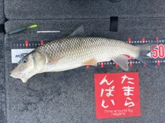 ニゴイの釣果