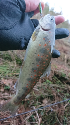 アマゴの釣果