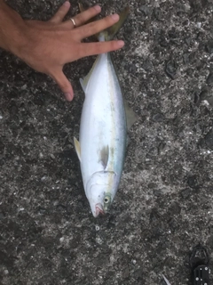 ツバスの釣果