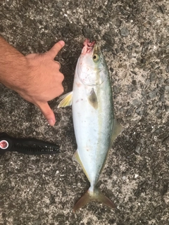 ツバスの釣果