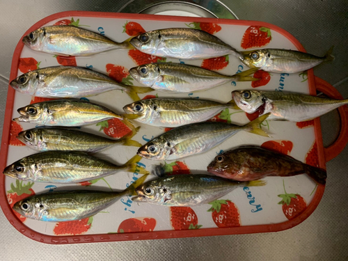 アジの釣果