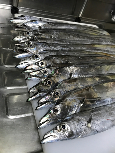 タチウオの釣果