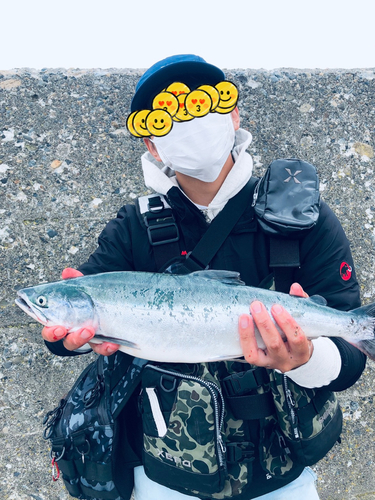 カラフトマスの釣果