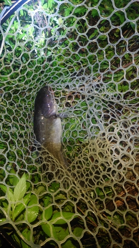 ナマズの釣果