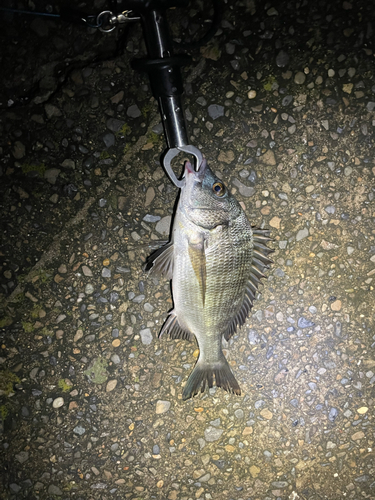 チヌの釣果