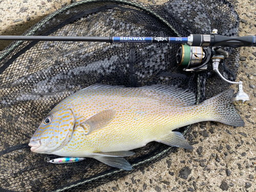 コロダイの釣果