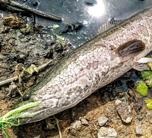 ライギョの釣果