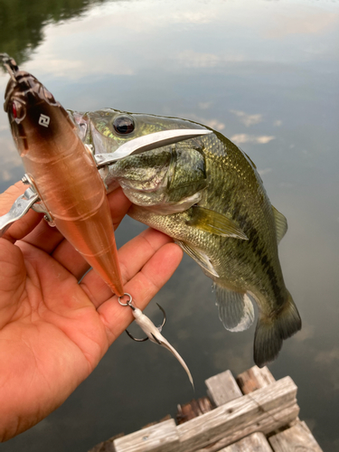 ブラックバスの釣果