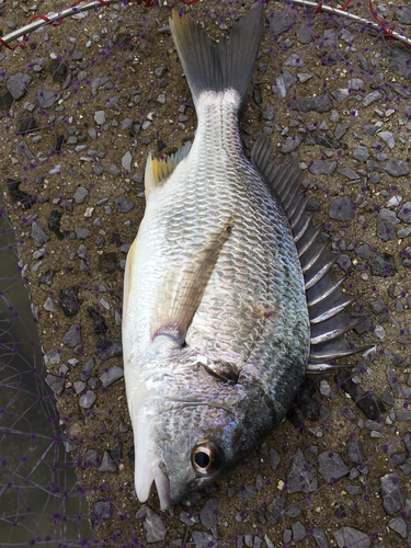 キビレの釣果