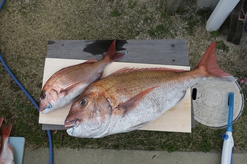 マダイの釣果