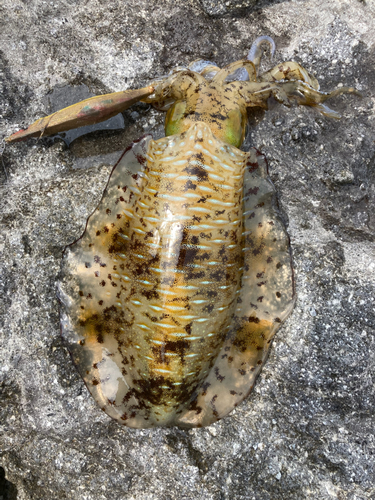 ミズイカの釣果