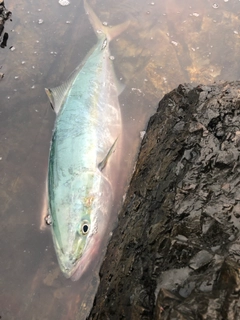 イナダの釣果