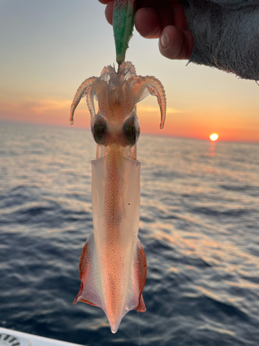 ケンサキイカの釣果