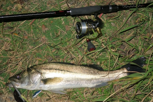 シーバスの釣果