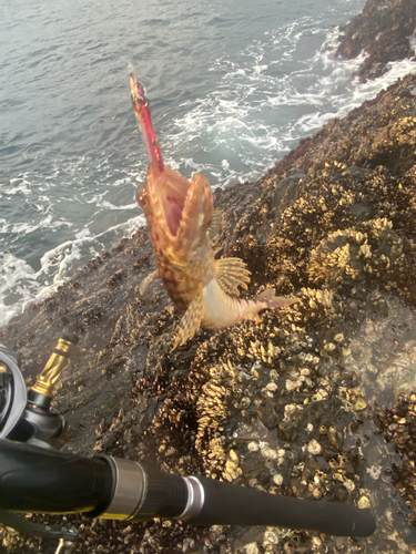 アカエソの釣果